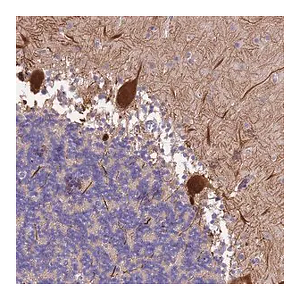 Merck Anti-SLC24A3 antibody produced in rabbit