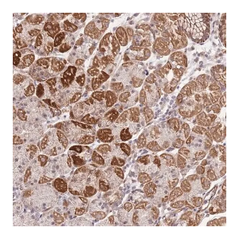 Merck Anti-MRPS31 antibody produced in rabbit