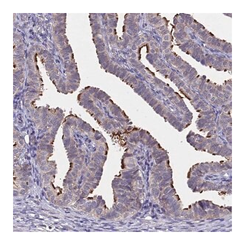 Merck Anti-CCDC189 antibody produced in rabbit