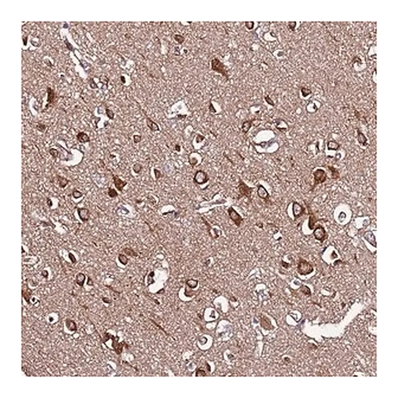 Merck Anti-SLC41A3 antibody produced in rabbit