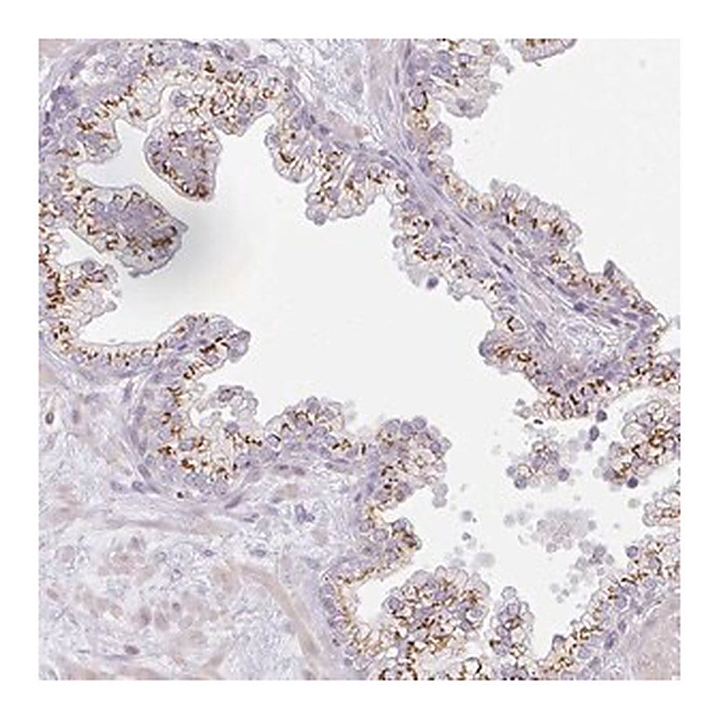 Merck Anti-ATP8B2 antibody produced in rabbit