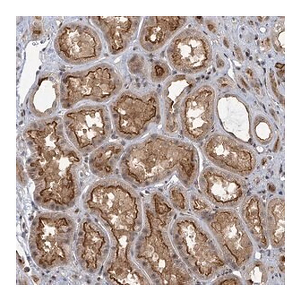 Merck Anti-PSMG2 antibody produced in rabbit