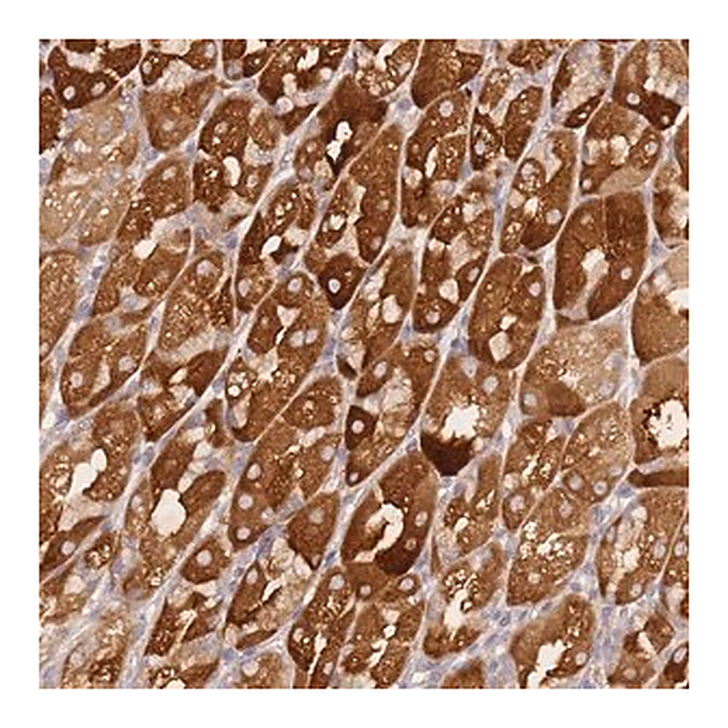 Merck Anti-ZNF577 antibody produced in rabbit