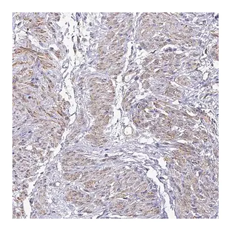 Merck Anti-MYL6 antibody produced in rabbit