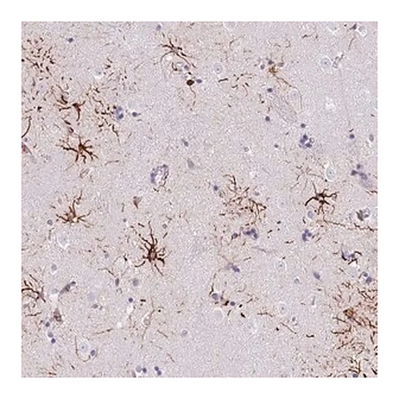 Merck Anti-LRRN3 antibody produced in rabbit
