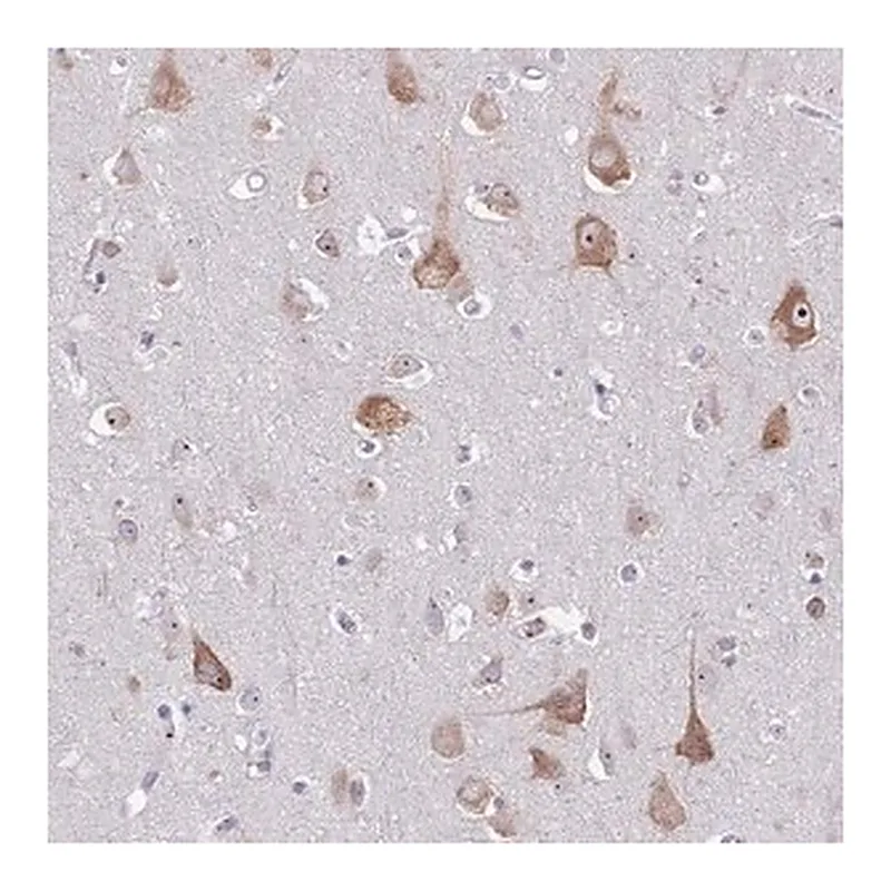 Merck Anti-ST8SIA5 antibody produced in rabbit