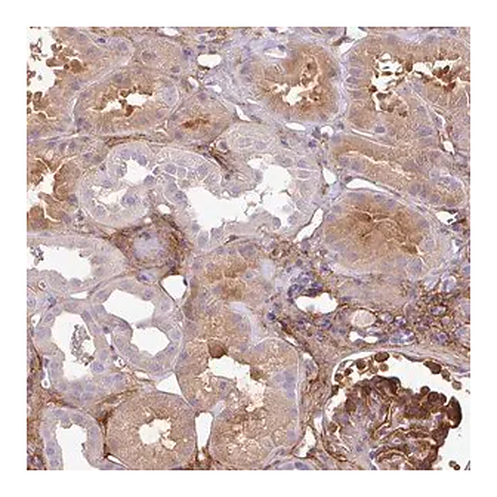 Merck Anti-PARD6G antibody produced in rabbit