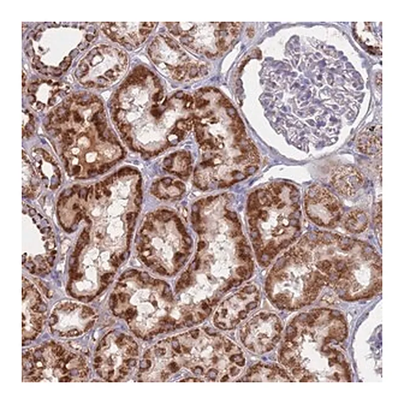 Merck Anti-MRPL22 antibody produced in rabbit