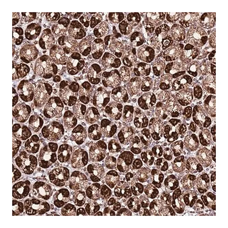 Merck Anti-TM2D2 antibody produced in rabbit