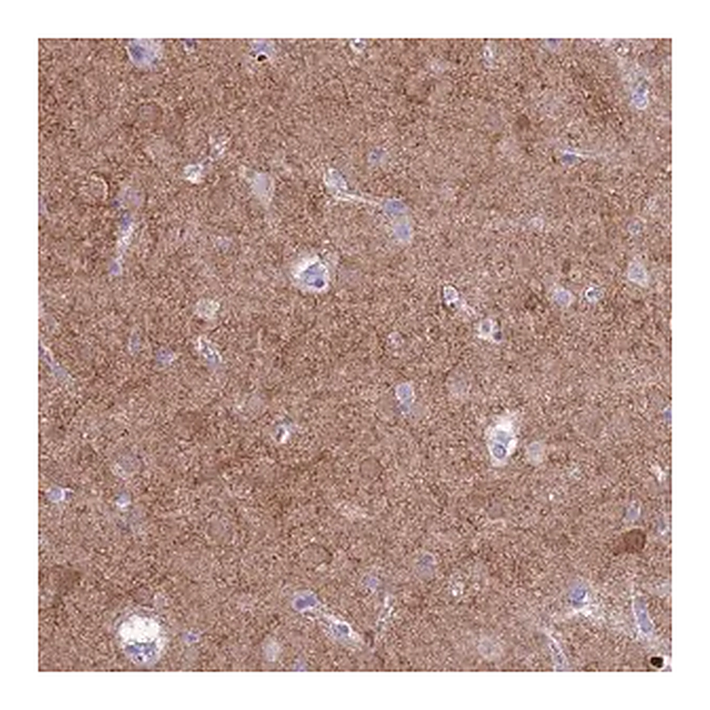 Merck Anti-PDE10A antibody produced in rabbit
