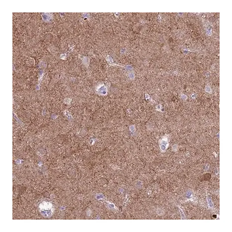 Merck Anti-PDE10A antibody produced in rabbit