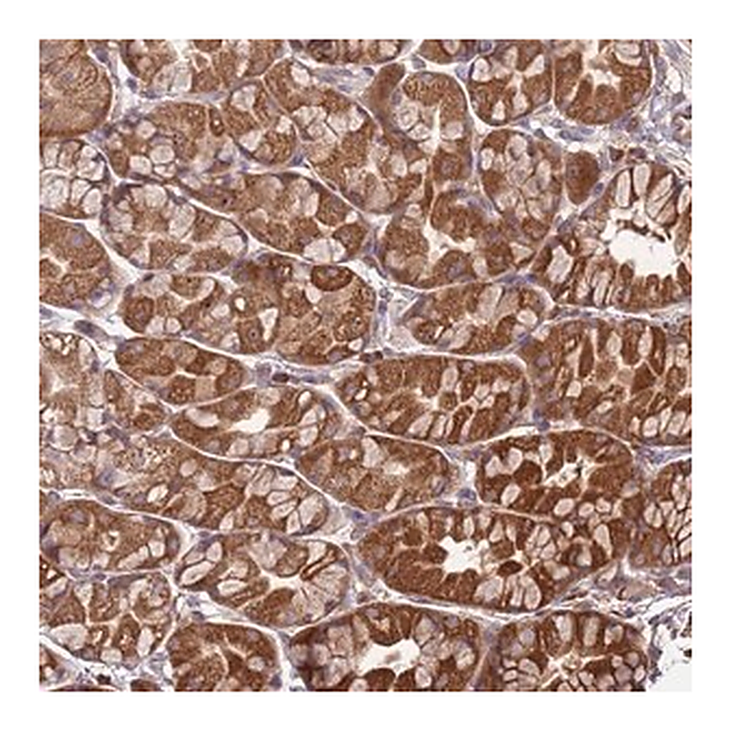 Merck Anti-SLC44A5 antibody produced in rabbit