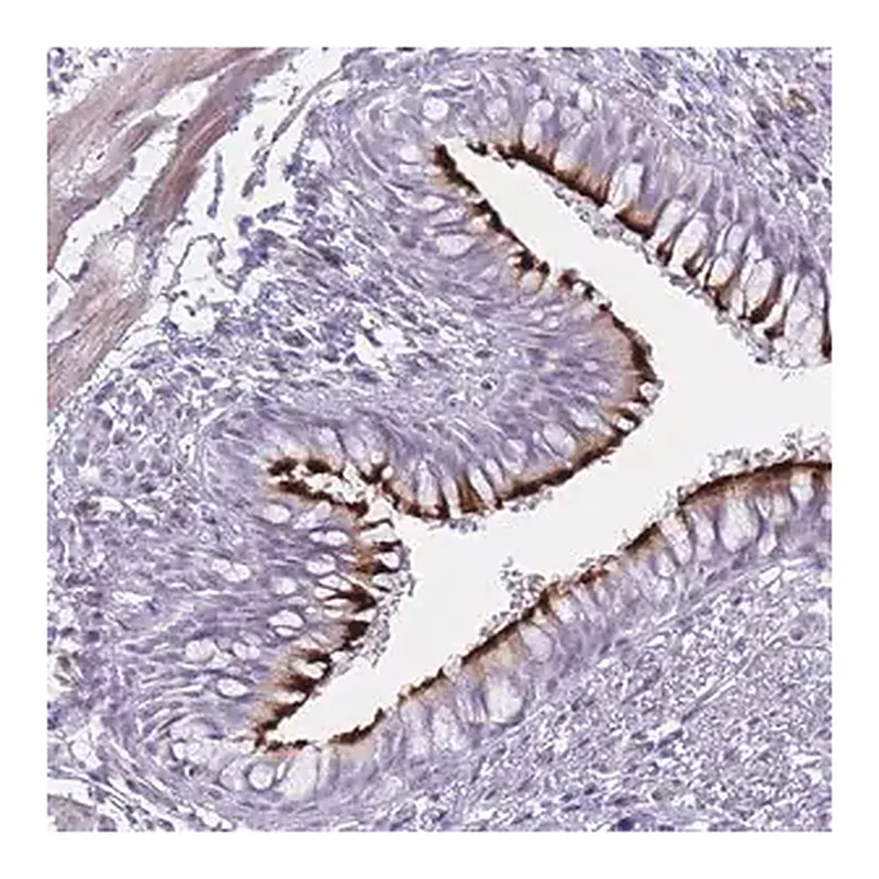 Merck Anti-IFNA6 antibody produced in rabbit