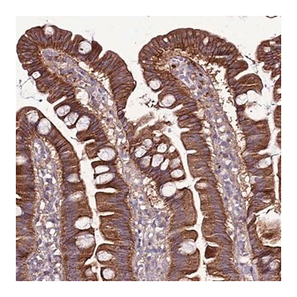 Merck Anti-GPN3 antibody produced in rabbit
