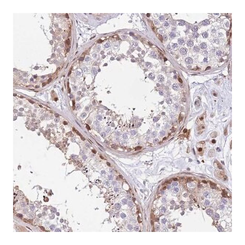 Merck Anti-KIAA1211 antibody produced in rabbit