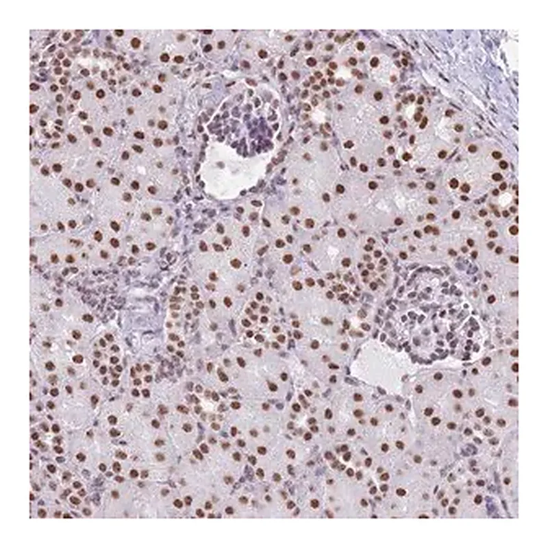 Merck Anti-EVC2 antibody produced in rabbit