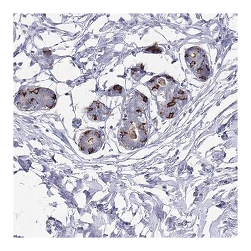 Merck Anti-TMCO3 antibody produced in rabbit