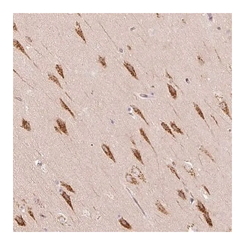 Merck Anti-TBC1D2B antibody produced in rabbit