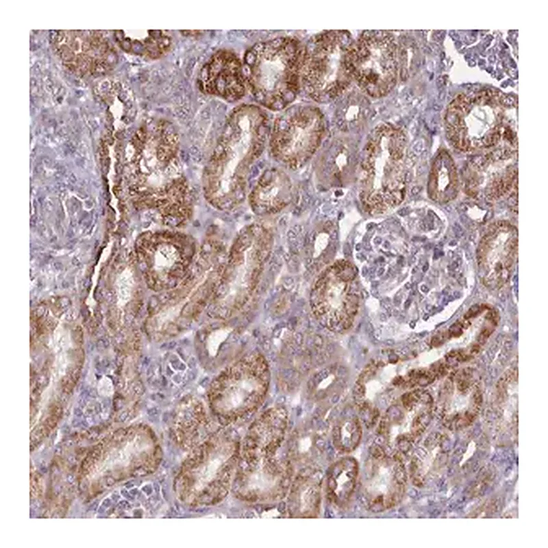 Merck Anti-PAPD5 antibody produced in rabbit