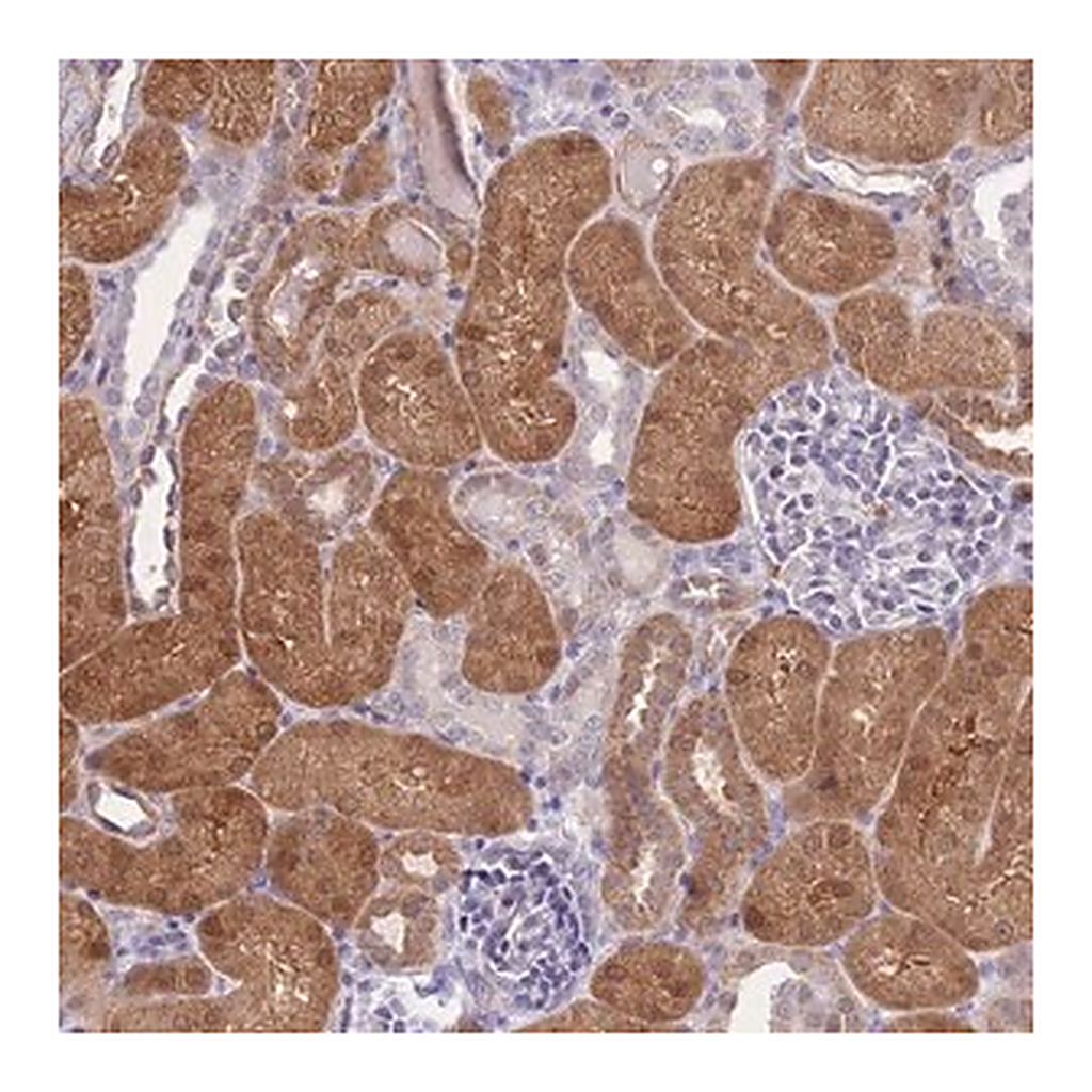 Merck Anti-GALK2 antibody produced in rabbit