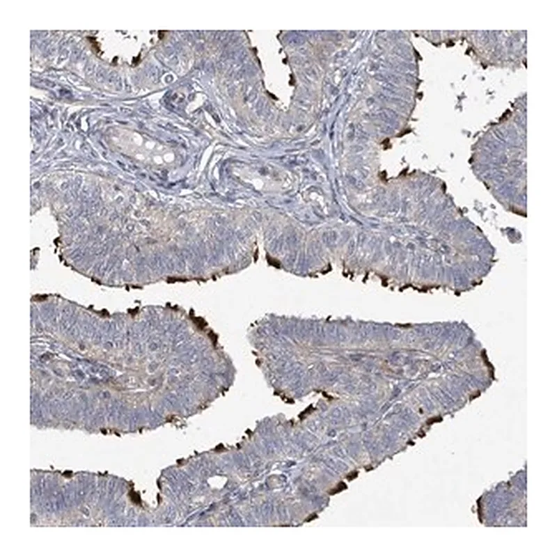 Merck Anti-CCDC173 antibody produced in rabbit