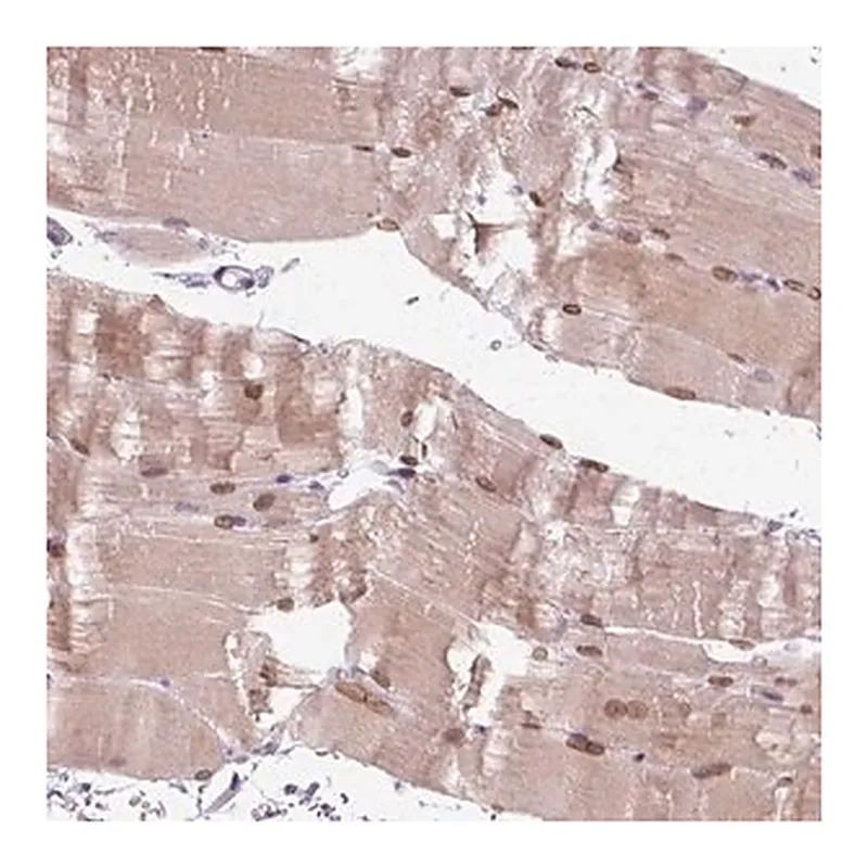 Merck Anti-FAM184B antibody produced in rabbit