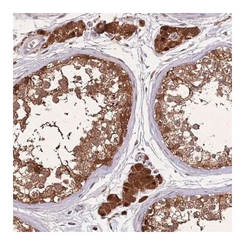 Merck Anti-ZNF639 antibody produced in rabbit