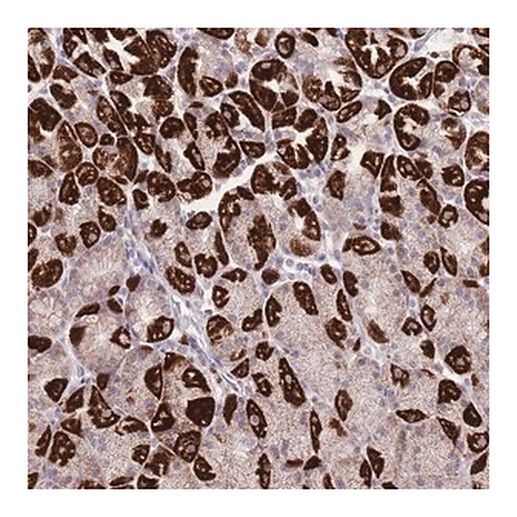 Merck Anti-DENND2D antibody produced in rabbit