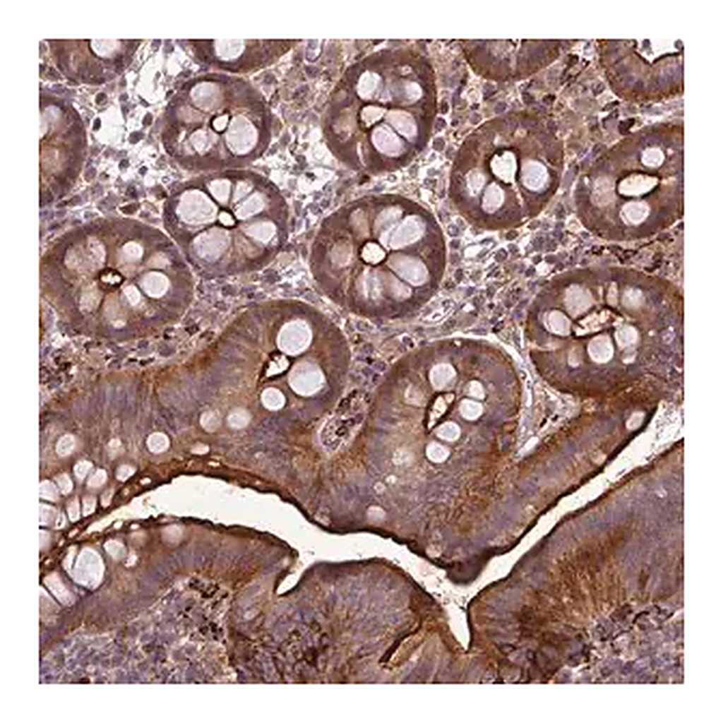 Merck Anti-PAPLN antibody produced in rabbit