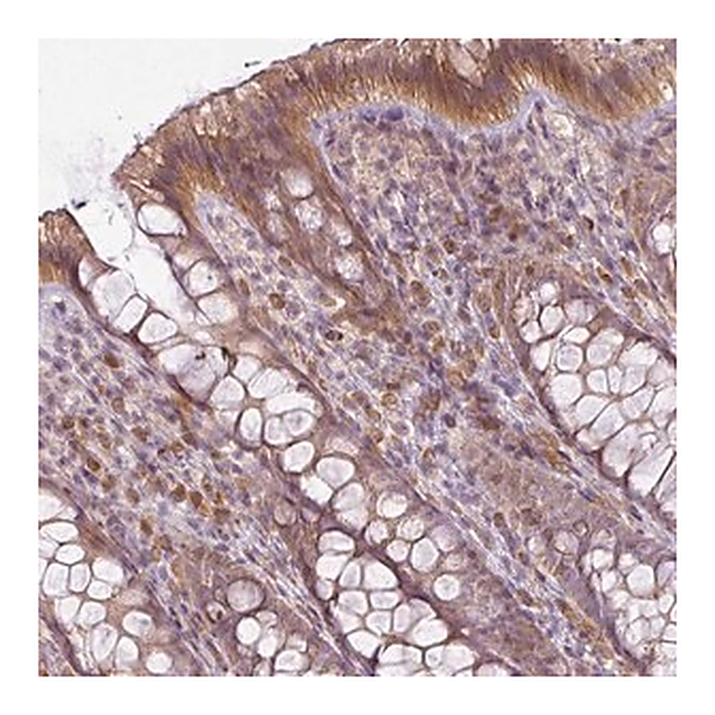 Merck Anti-LY75 antibody produced in rabbit