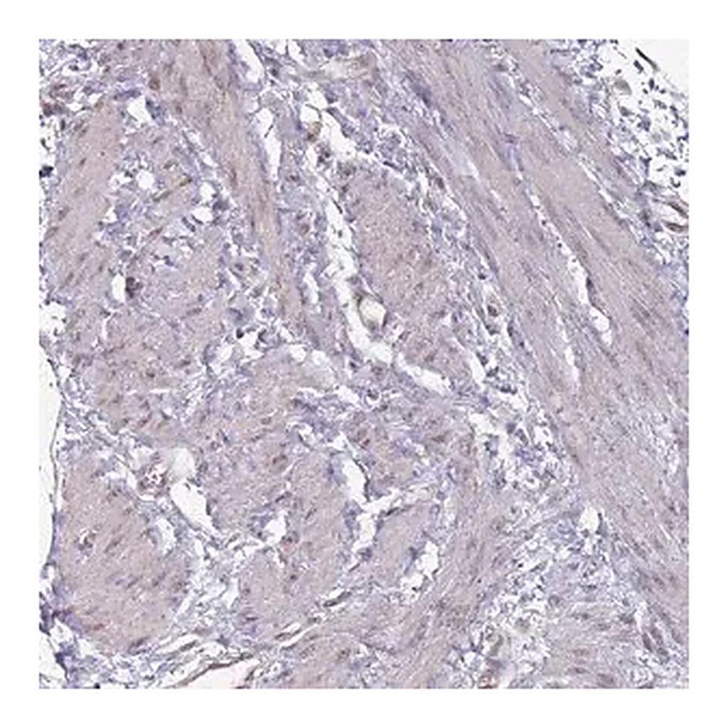 Merck Anti-NKD1 antibody produced in rabbit