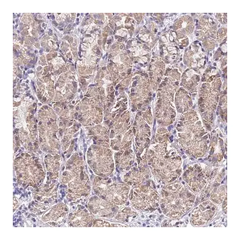 Merck Anti-SPIRE2 antibody produced in rabbit