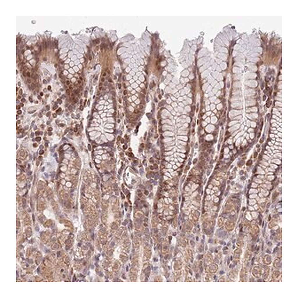 Merck Anti-CHD9 antibody produced in rabbit