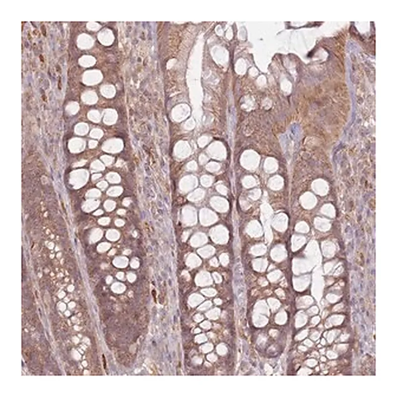 Merck Anti-MRPS6 antibody produced in rabbit