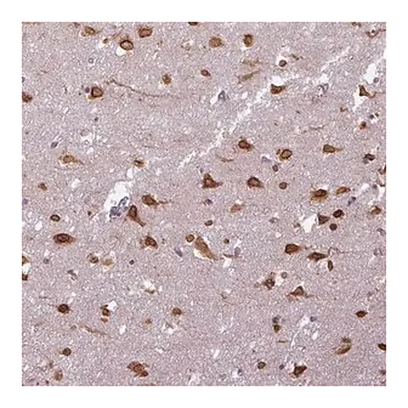 Merck Anti-COX18 antibody produced in rabbit