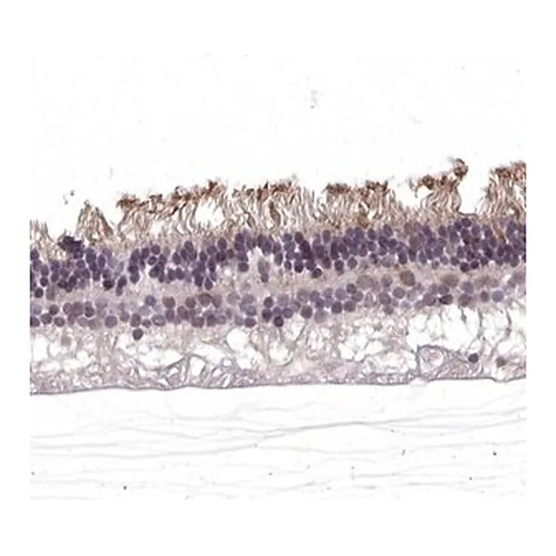 Merck Anti-RGS9BP antibody produced in rabbit