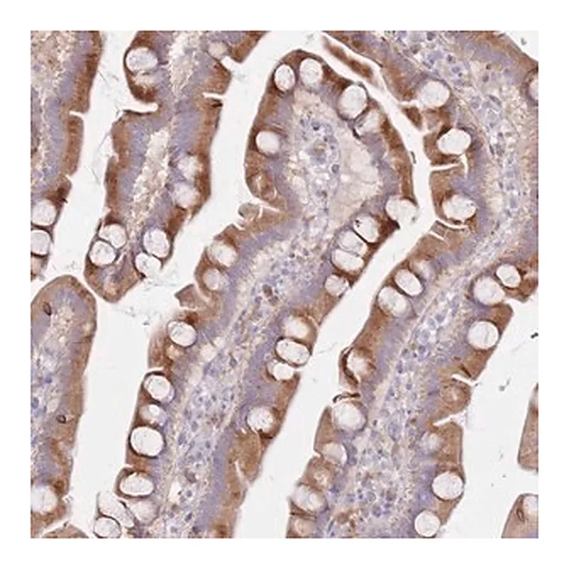 Merck Anti-SPATS1 antibody produced in rabbit