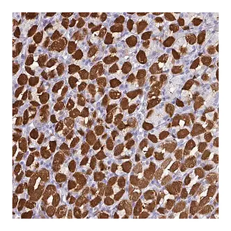 Merck Anti-PEX10 antibody produced in rabbit