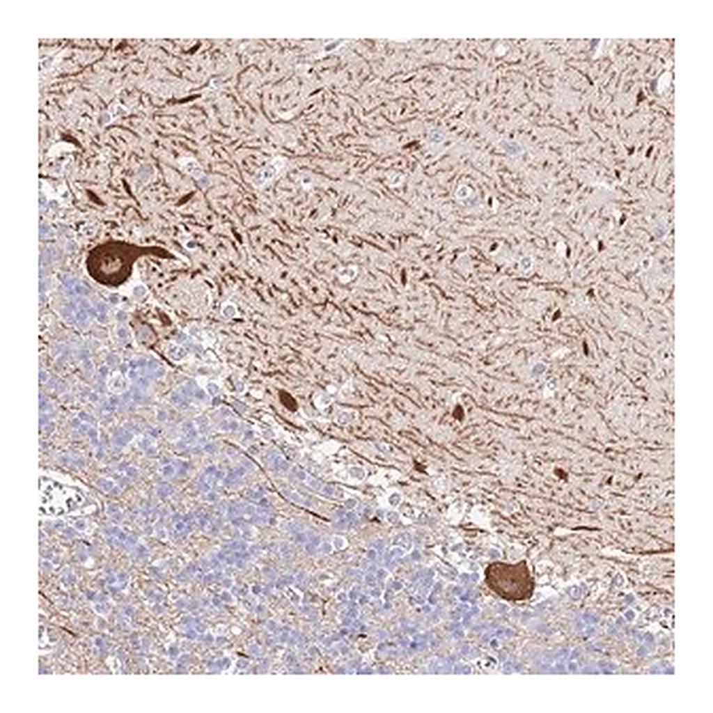 Merck Anti-PDYN antibody produced in rabbit