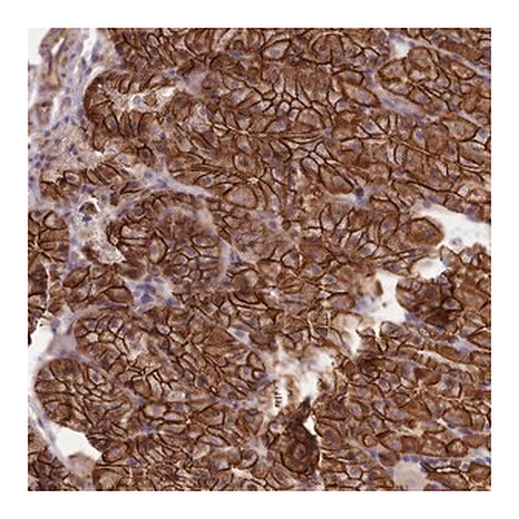 Merck Anti-MRPL46 antibody produced in rabbit