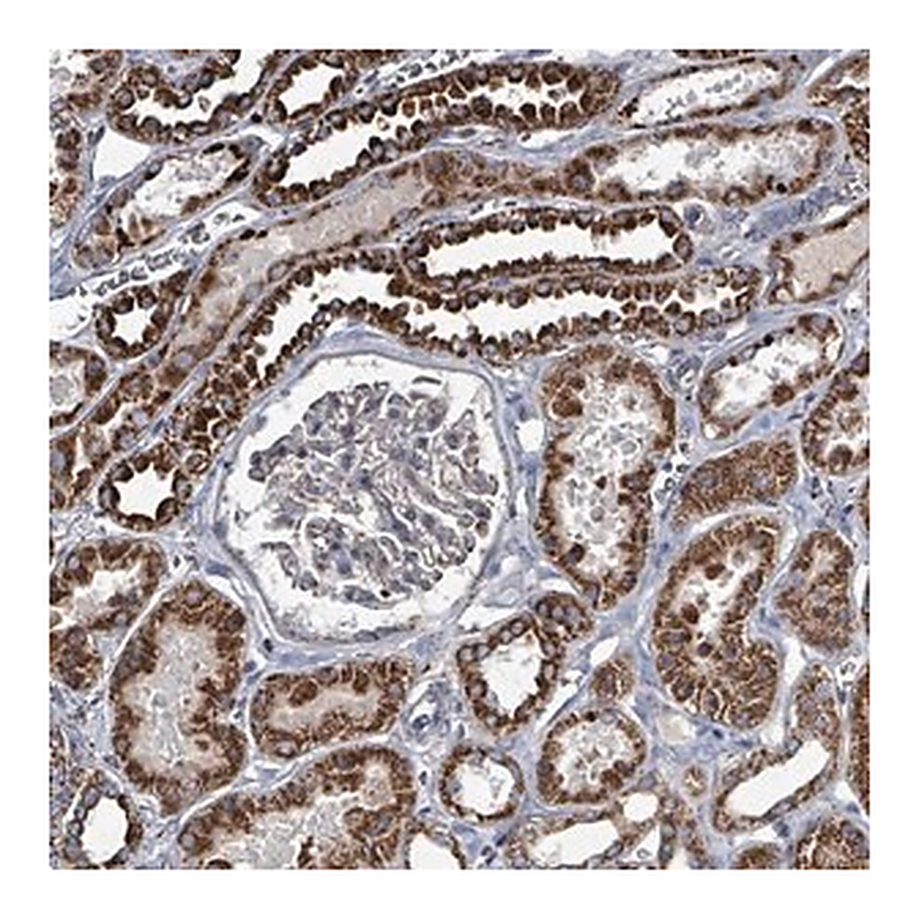 Merck Anti-ABHD18 antibody produced in rabbit