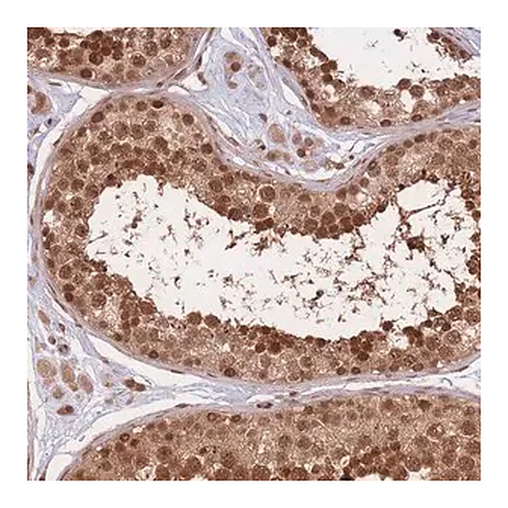 Merck Anti-SRA1 antibody produced in rabbit