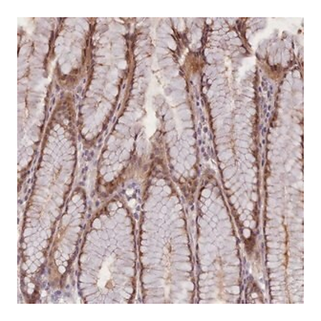 Merck Anti-CDC6 antibody produced in rabbit
