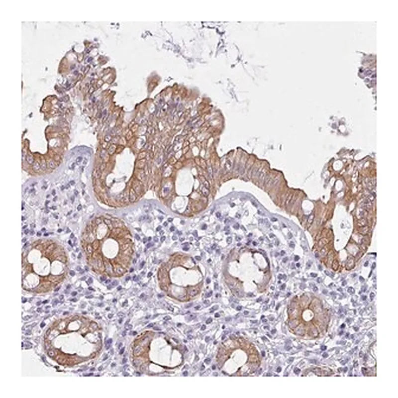 Merck Anti-FPGS antibody produced in rabbit