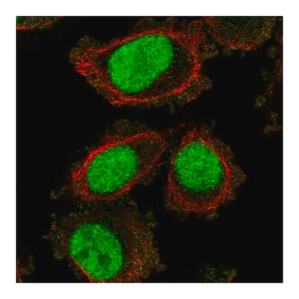 Merck Anti-LONRF3 antibody produced in rabbit