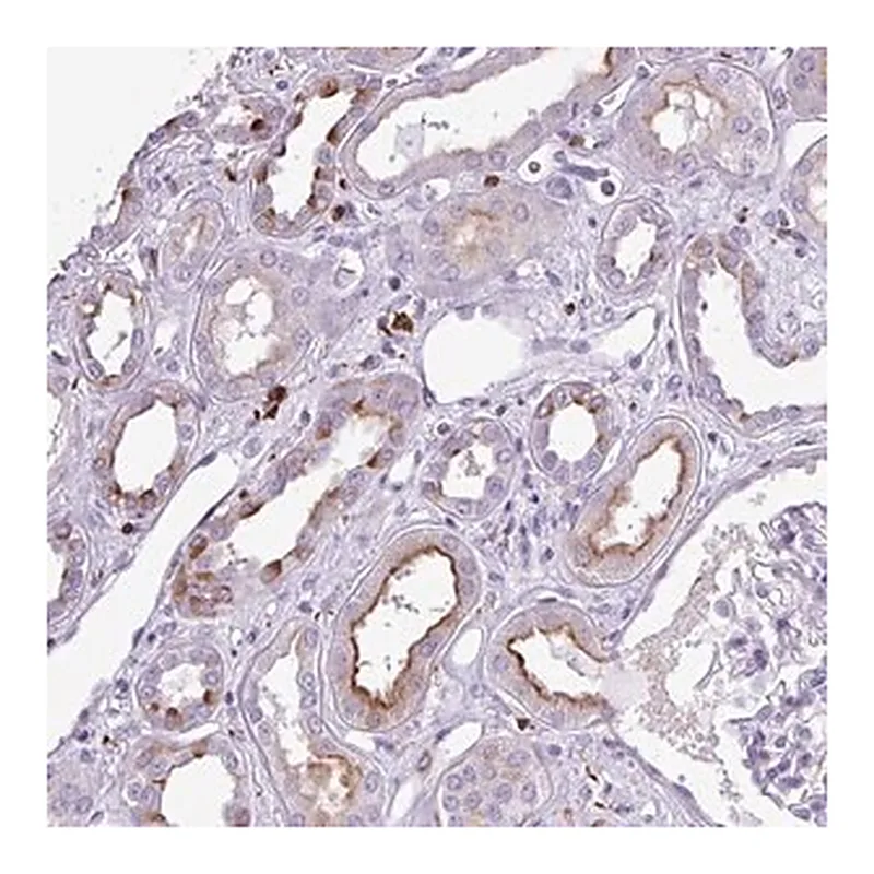 Merck Anti-TMEM200C antibody produced in rabbit