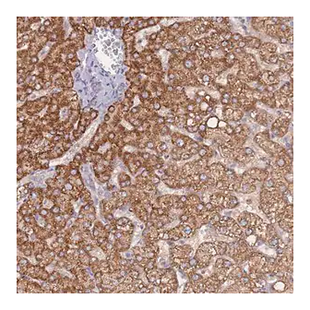 Merck Anti-NUB1 antibody produced in rabbit