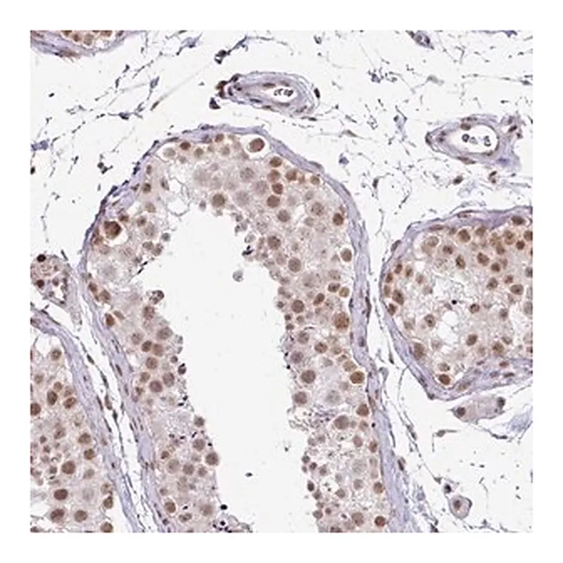 Merck Anti-NFYA antibody produced in rabbit