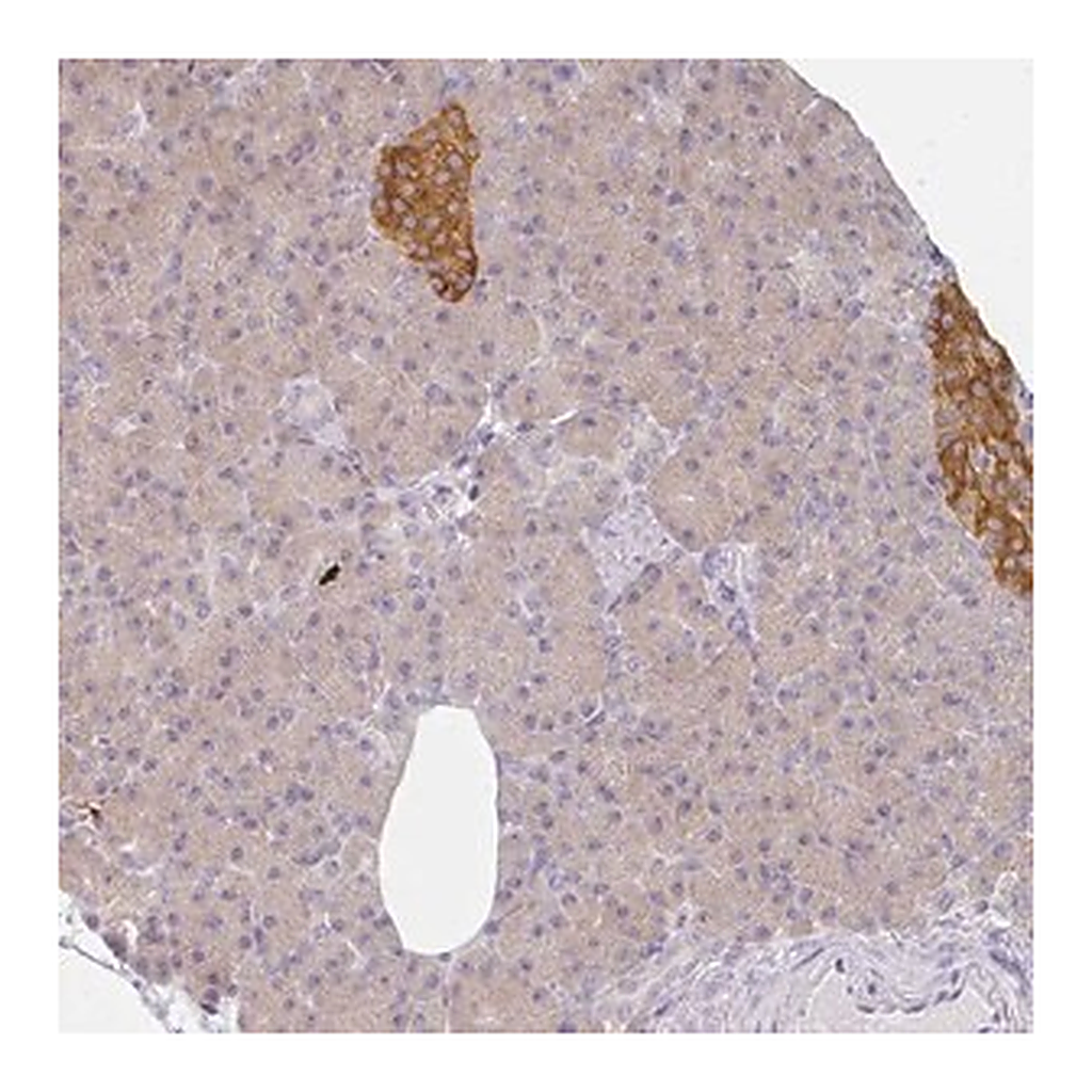 Merck Anti-AMPD2 antibody produced in rabbit