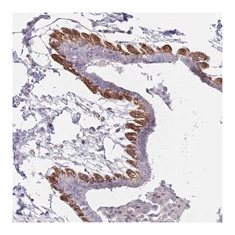 Merck Anti-SLC7A6 antibody produced in rabbit